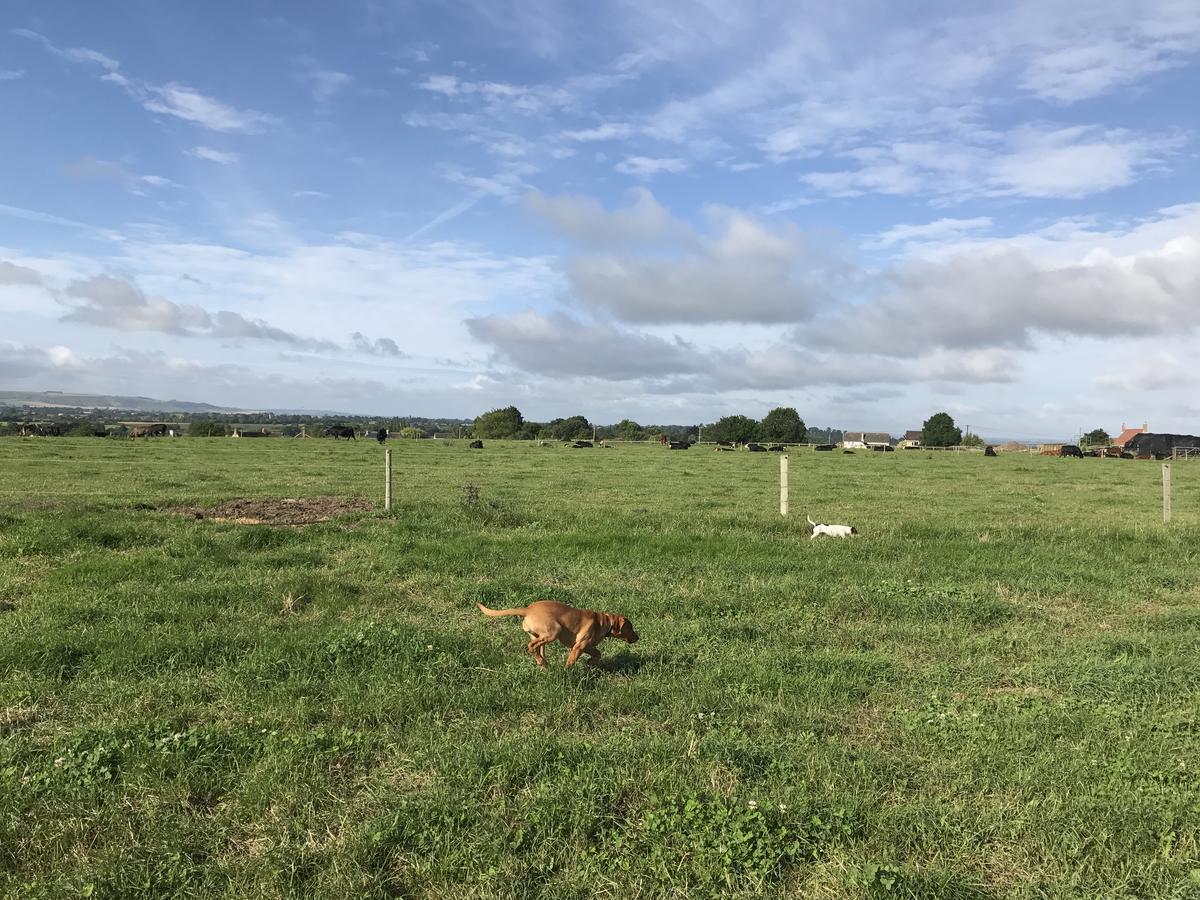 Rew Farm Country & Equestrian Accommodation - Sunrise Lodge Melksham Eksteriør billede
