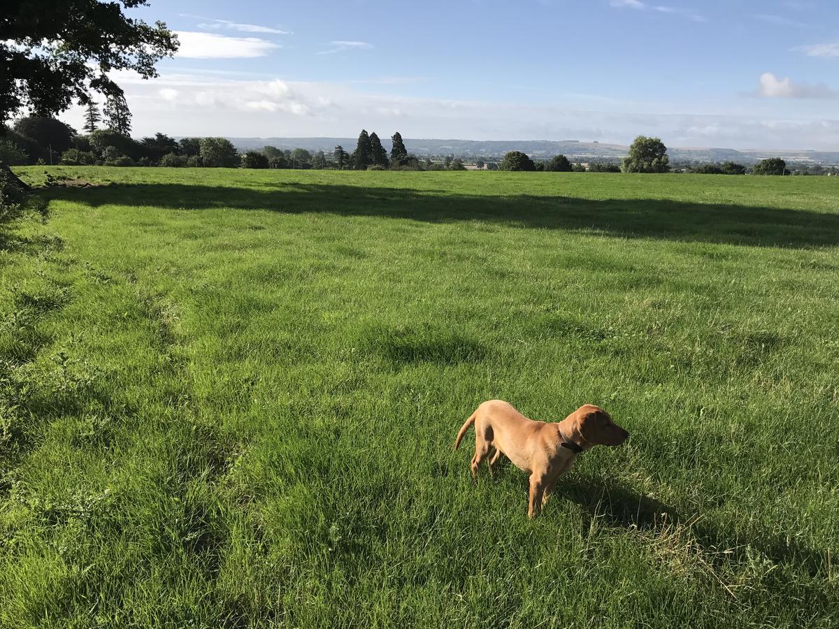 Rew Farm Country & Equestrian Accommodation - Sunrise Lodge Melksham Eksteriør billede